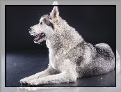 Siberian Husky