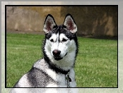 Siberian Husky