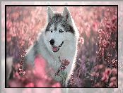 Pies, Siberian husky, Kwiaty, Różowe