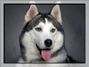 Siberian Husky