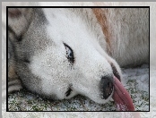 Język, Siberian Husky