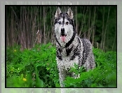 Siberian Husky, Las, Pies