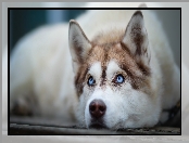 Siberian husky, Leżący, Pies