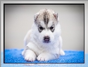 Siberian Husky, Leżący, Szczeniak