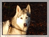 Mordka, Siberian, Husky