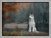 Siberian husky, Gałęzie, Pies, Drzewo