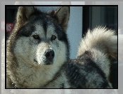 Pies, Alaskan Malamute