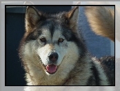 Pies, Alaskan Malamute