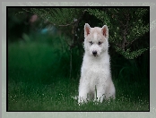 Siberian husky, Krzew, Pies, Szczeniak