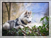 Siberian husky, Liście, Pies, Drzewa