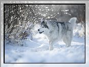 Śnieg, Pies, Siberian husky