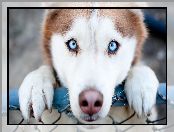 Siberian husky, Oczy, Pies, Niebieskie