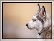Siberian husky, Profil, Pies, Głowa