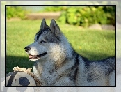 Piłka, Siberian, Husky