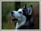 Portret, Siberian, Husky