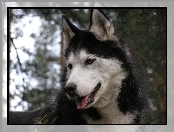 Siberian Husky, postawione, uszy