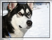 Siberian Husky, pysk