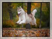 Siberian husky, Skaczący, Pies