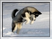 Siberian Husky, Skok