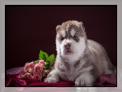 Siberian Husky, Słodki, Szczeniak