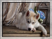 Szczeniak, Siberian husky