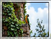 Pnące, Papuga, Mur, Siedząca, Ara, Rośliny