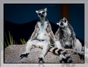Kamień, Siedzące, Lemury