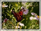 Astry, Siedzący , Motyl