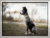 Siedzący, Border collie, Pies, Szczeniak