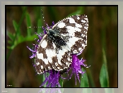 Skrzydła, Siedzący, Motyl