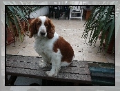 Siedzący, Springer spaniel angielski