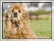 Sierść, Amerykański Spaniel, Kręcona