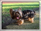 Australian Silky Terrier