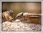 Skała, Chipmunk