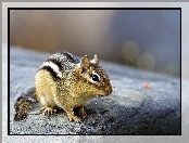 Chipmunk, Skała, Mały