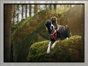 Skała, Omszała, Border collie, Pies, Chustka