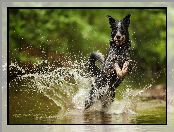Skok, Australian cattle dog, Woda
