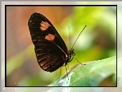 Skrzydła, Motyl