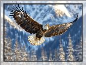 Rozpostarte, Bielik amerykański, Skrzydła, Fruwający, Ptak