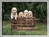 Golden retrievery, Szczeniaki, Skrzynka, Cztery, Psy