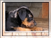 Beauceron, Słodki, szczeniak