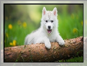 Słodki, Siberian husky, Biały, Szczeniak