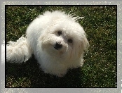 Słodki, Coton de Tulear