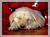 Retriever, Labrador, Śpiący, Słodki, Szczeniak