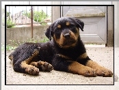 Rottweiler, Słodki, szczeniak