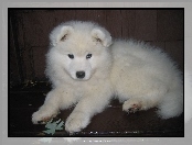 Samojed, słodki, szczeniak