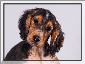 Słodki, Smutny, Cocker spaniel, Szczeniak