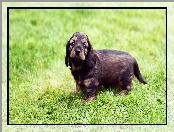 Trawa Field spaniel, Słodki, Szczeniak