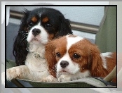 słodkie, Cavalier King Charles spaniel