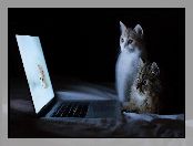 Słodkie, Laptop, Dwa, Kotki